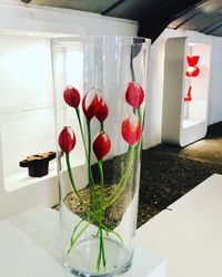 tulpen rood DNK